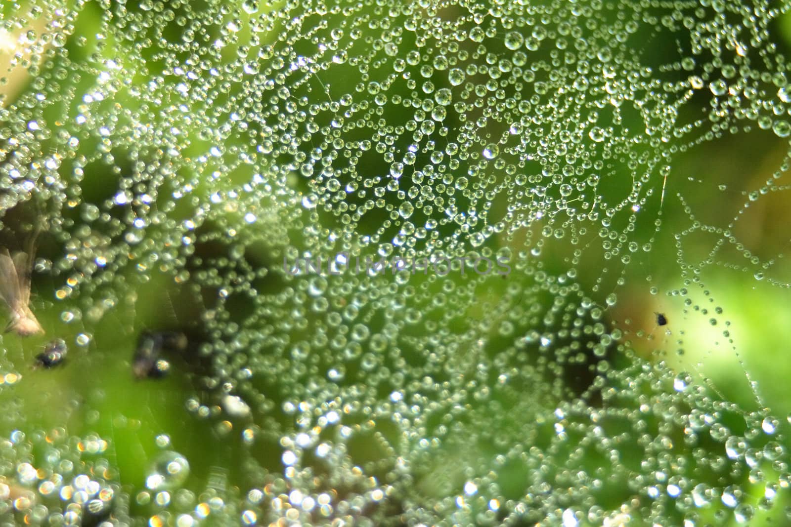 water drops on the green background