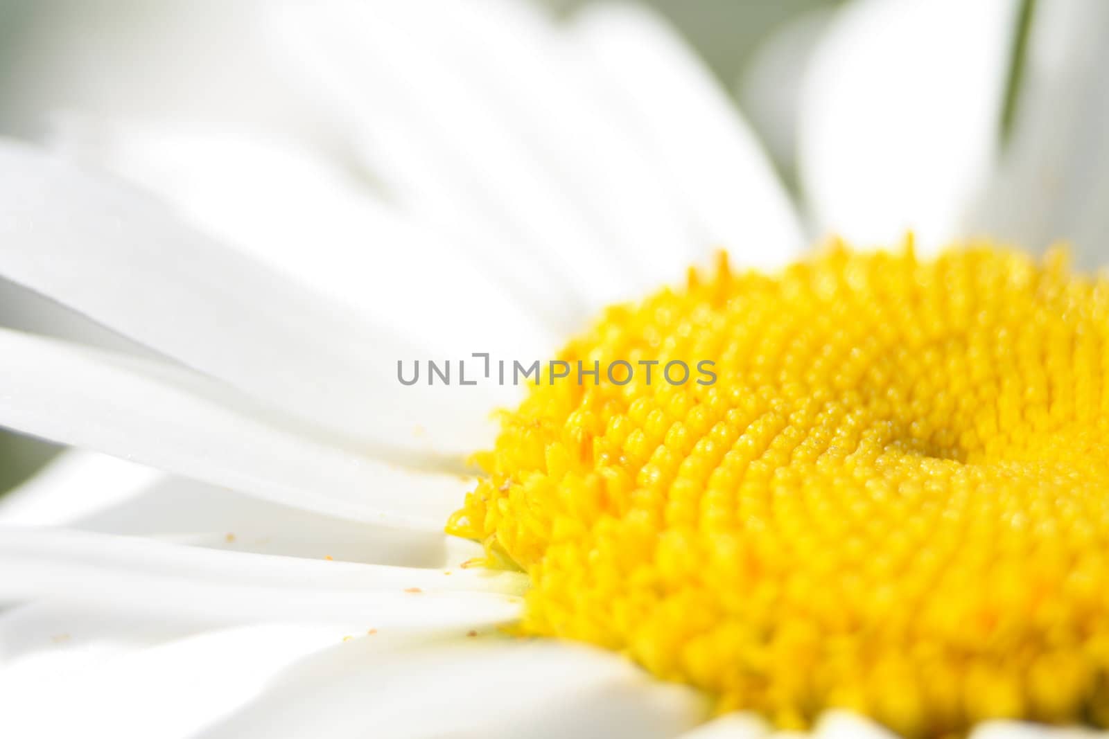 detail of white flower as natural background