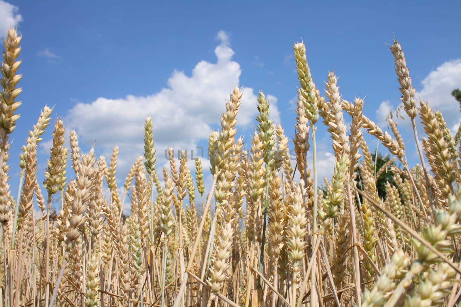 golden corn field and the blue sky 