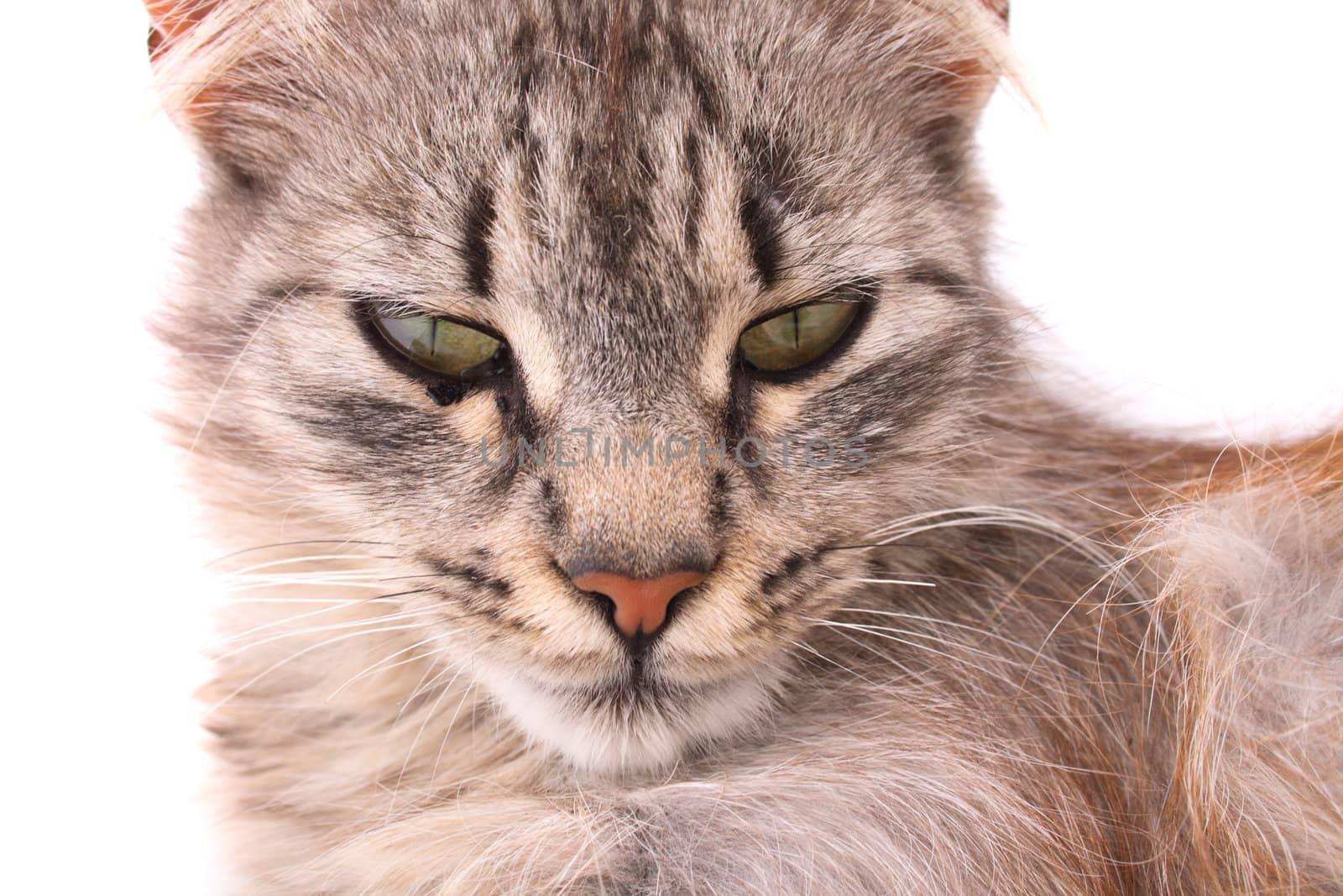 nice young cat on the white background