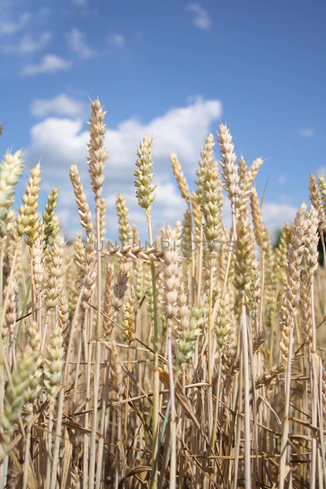 golden corn field and the blue sky 