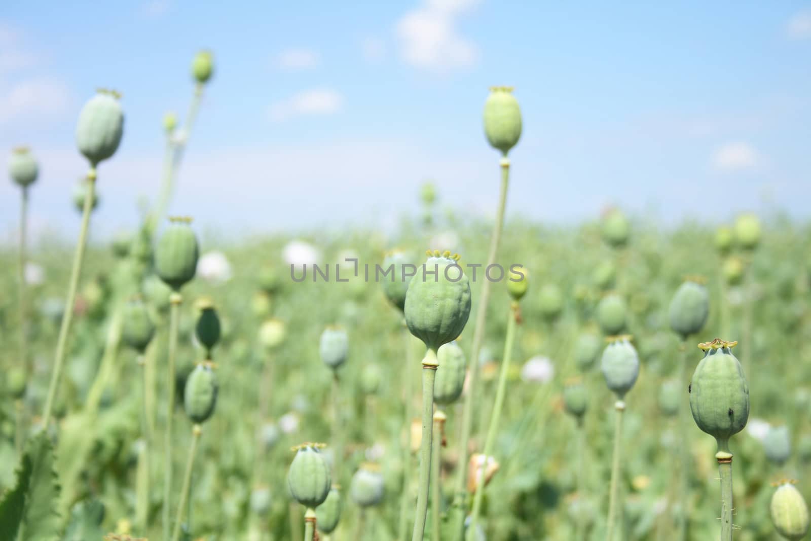 greeen poppy field with the blue sky 