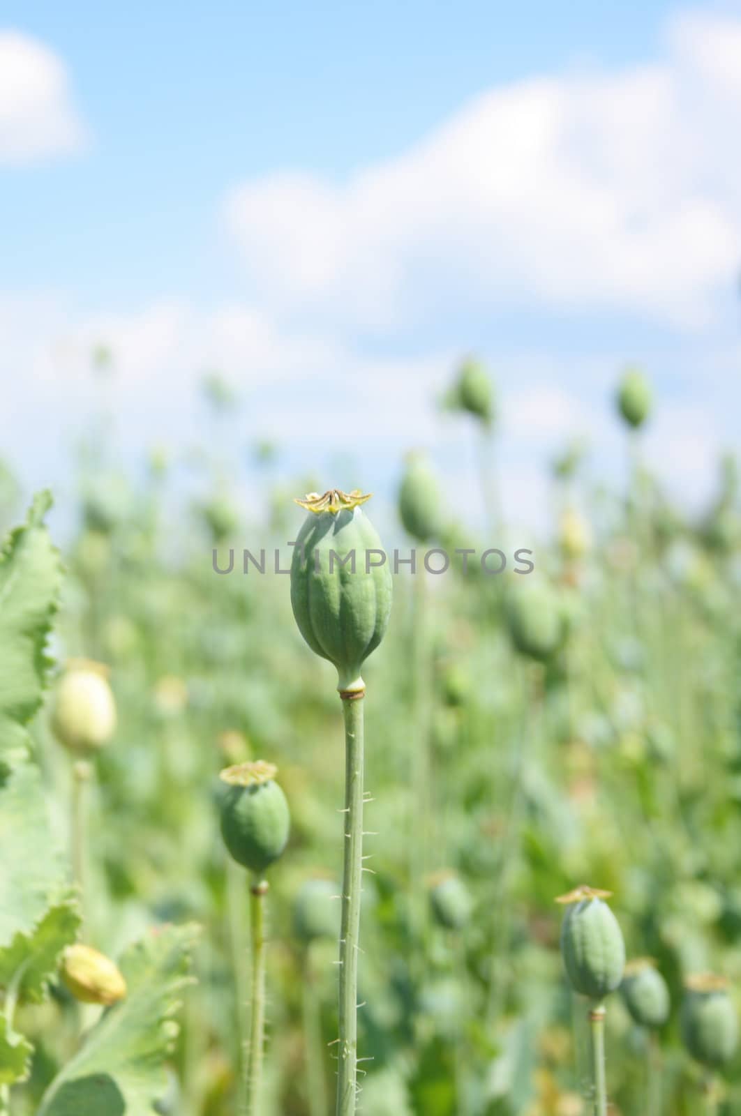 poppy field on the blue sky background