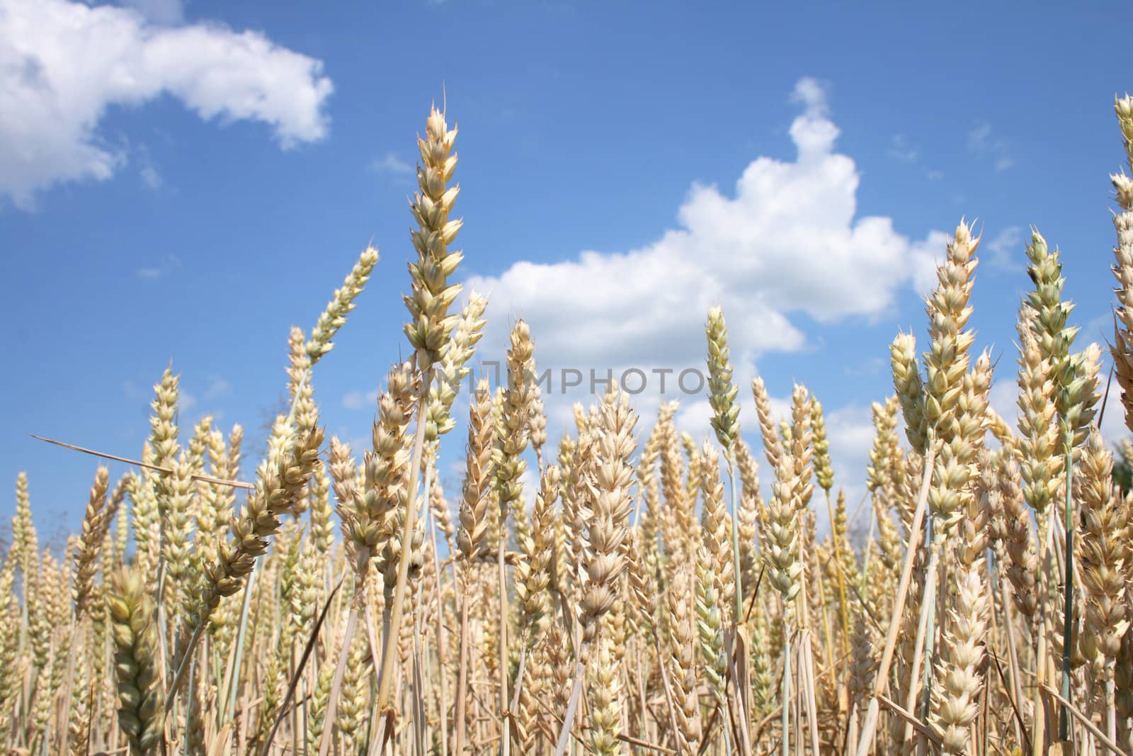 golden corn field and the blue sky 
