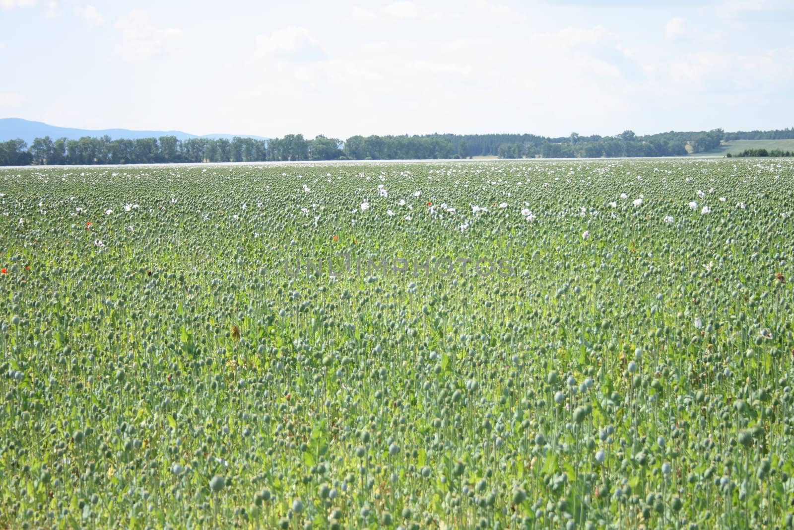 greeen poppy field with the blue sky 