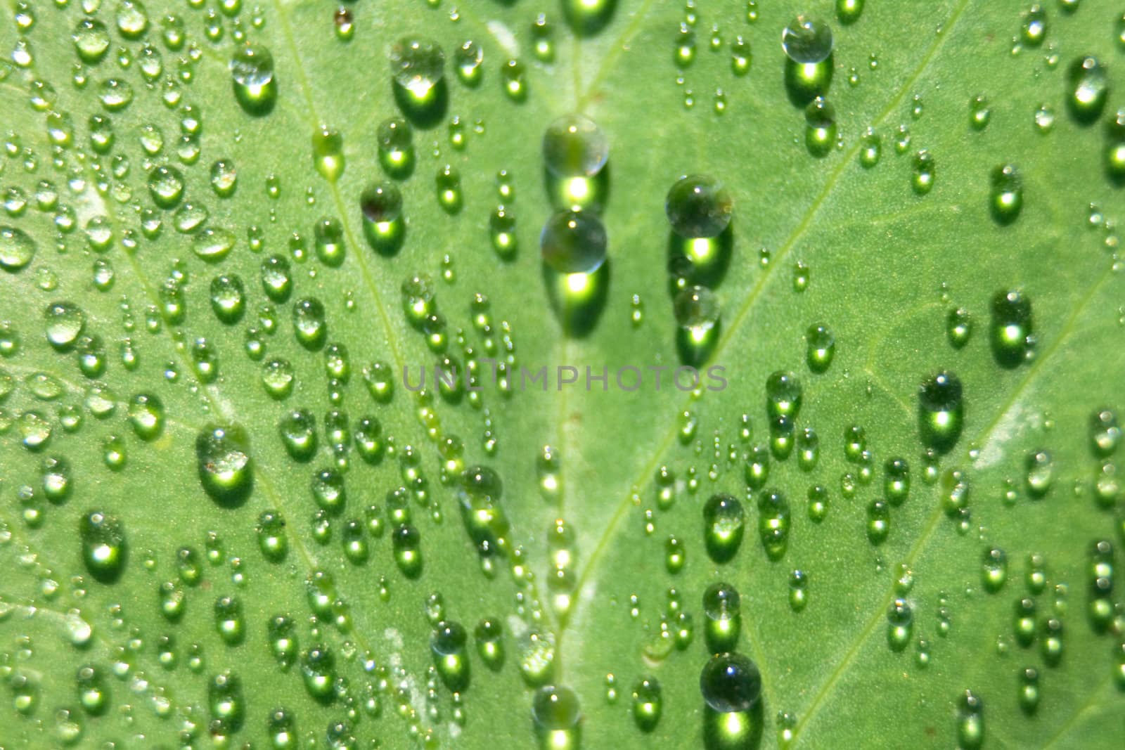 fresh water drops on the green leaf