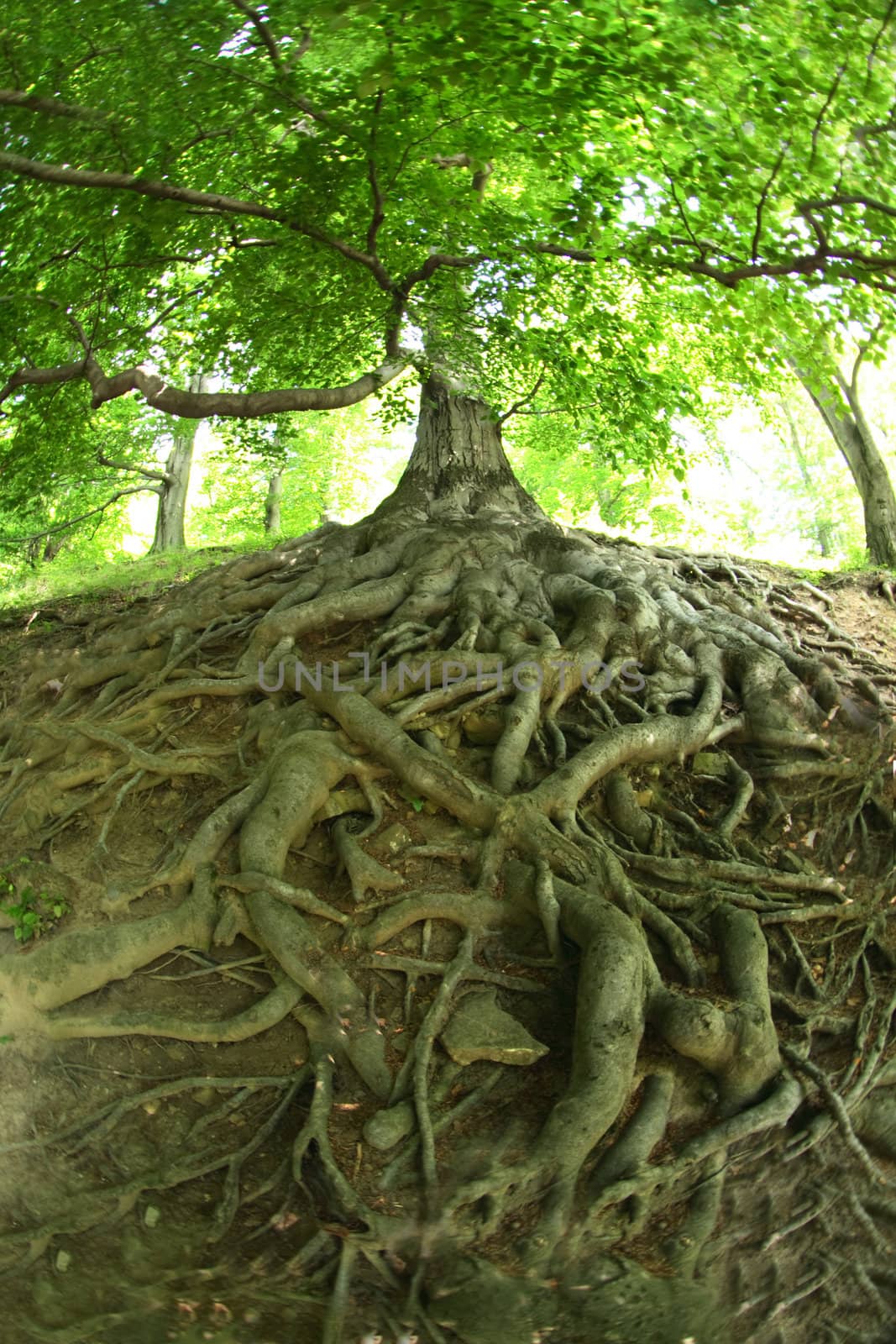 very old tree from the czech forest 