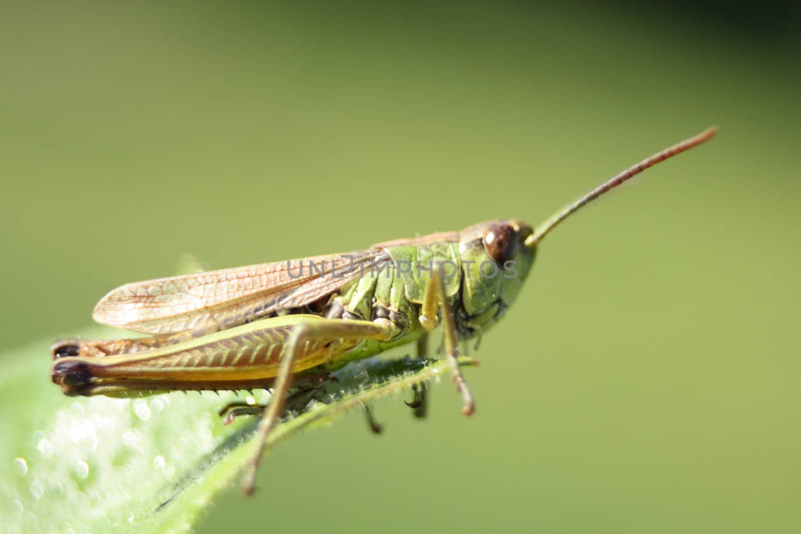 small grass hopper on the green background
