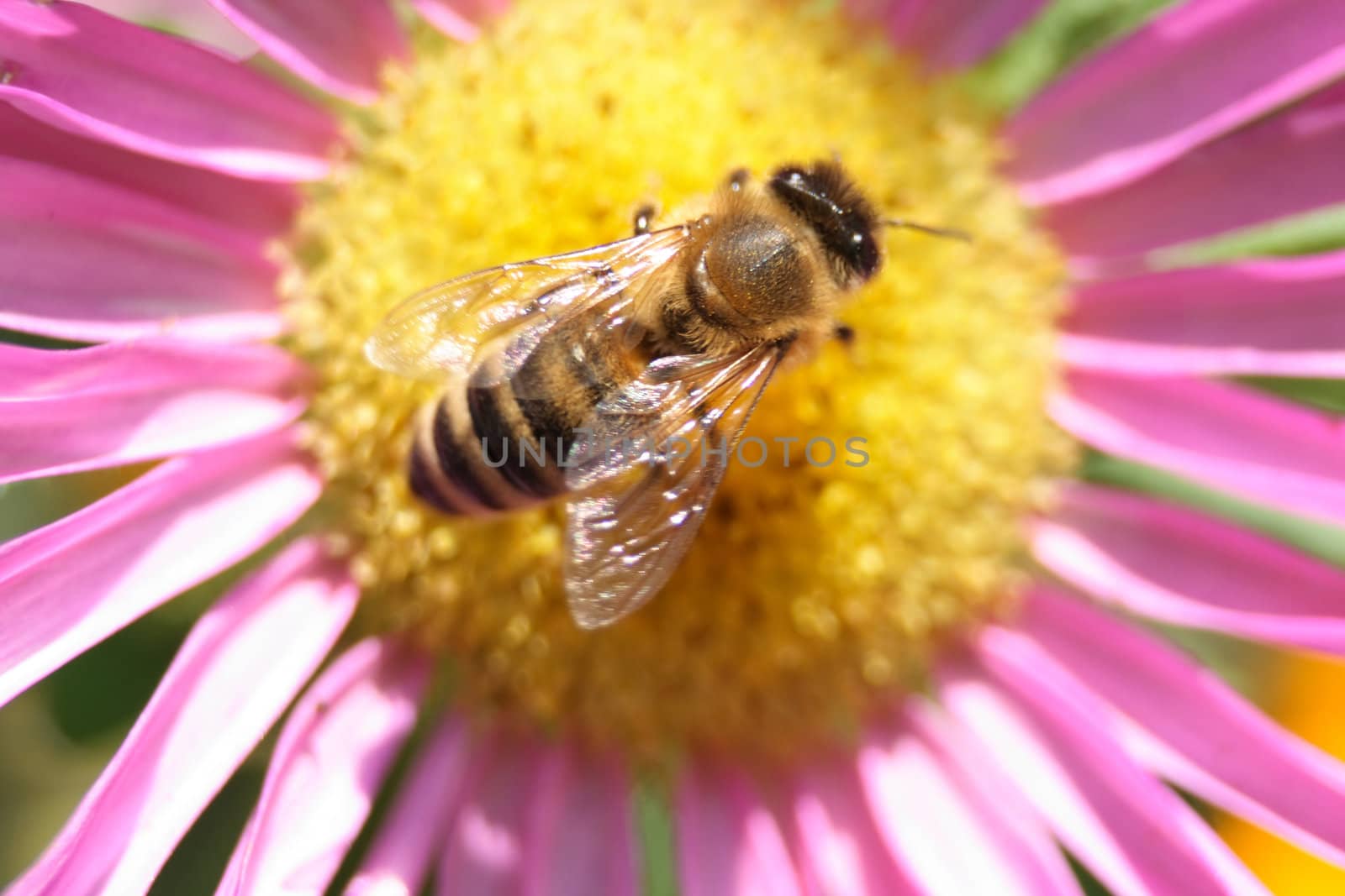 bee on the violet lower with yellow middle