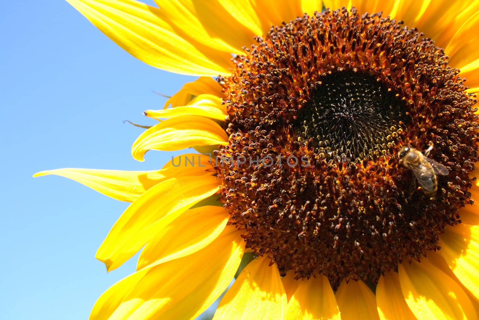bee on the sunflower with blue background