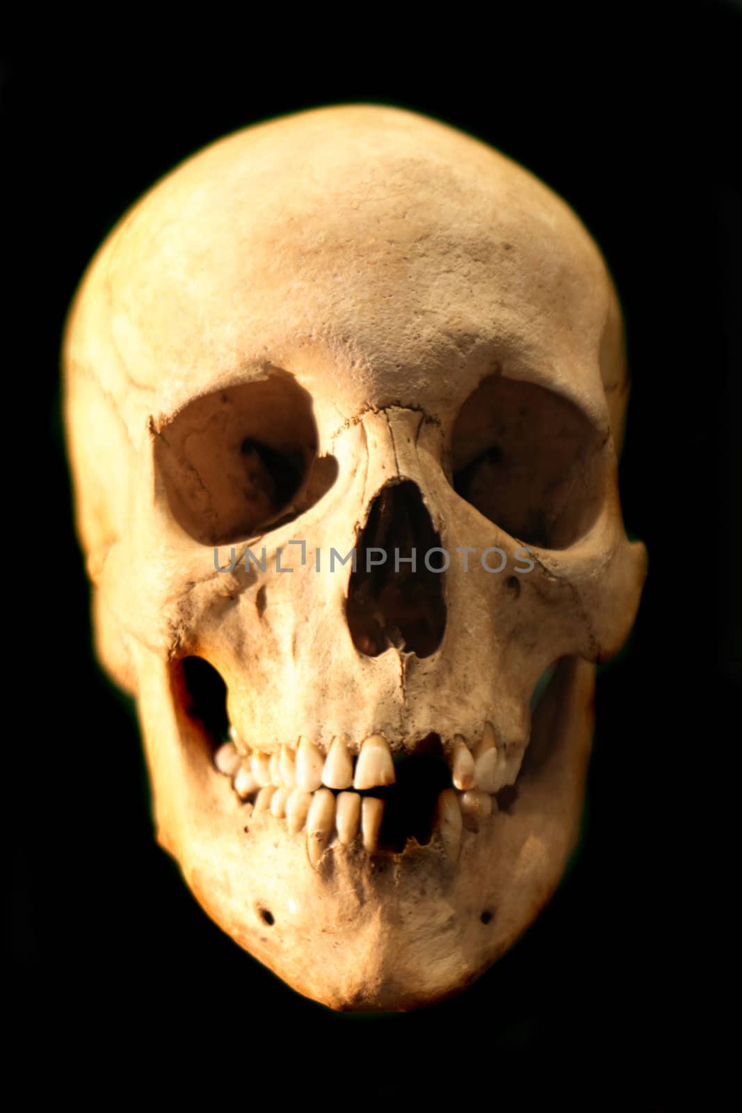 human skull from the national museum in the Prague