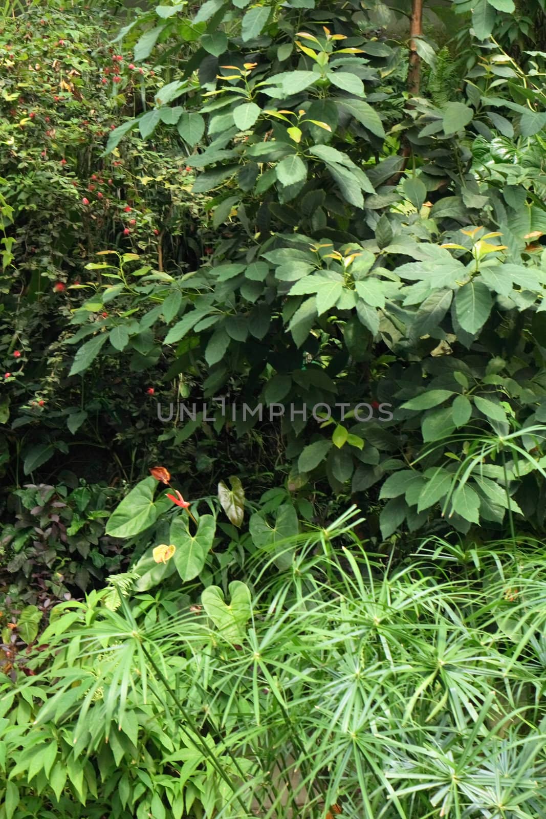 very nice jungle background from the botanical garden