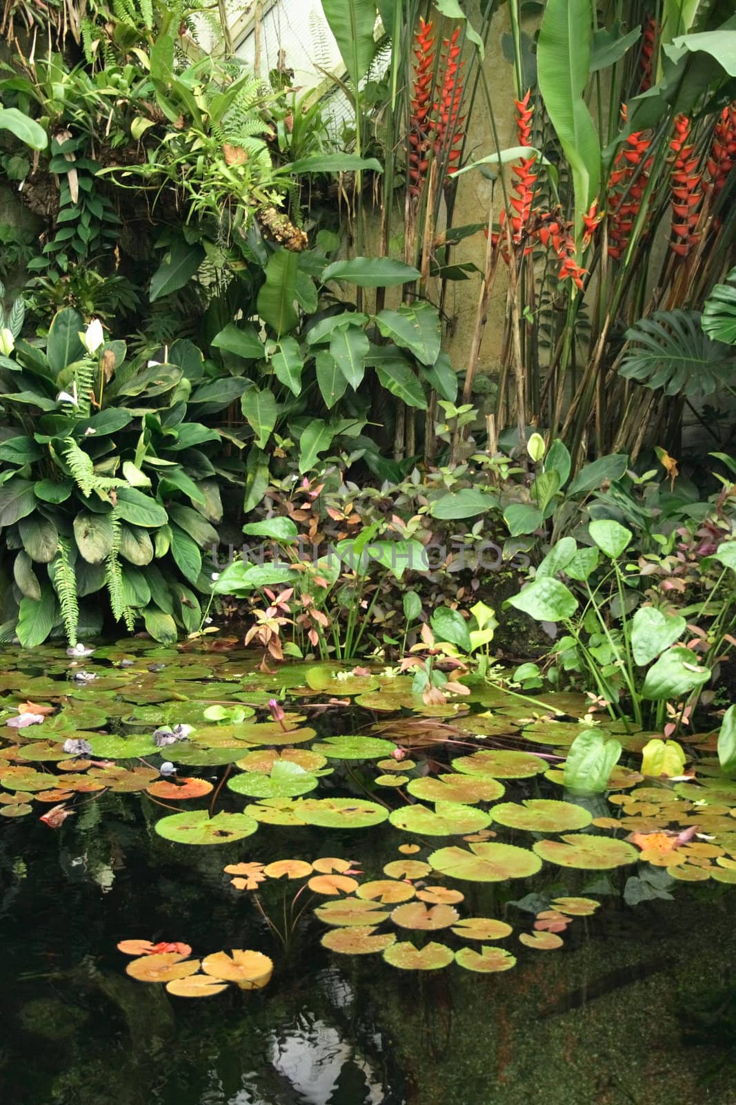 very nice jungle background from the botanical garden