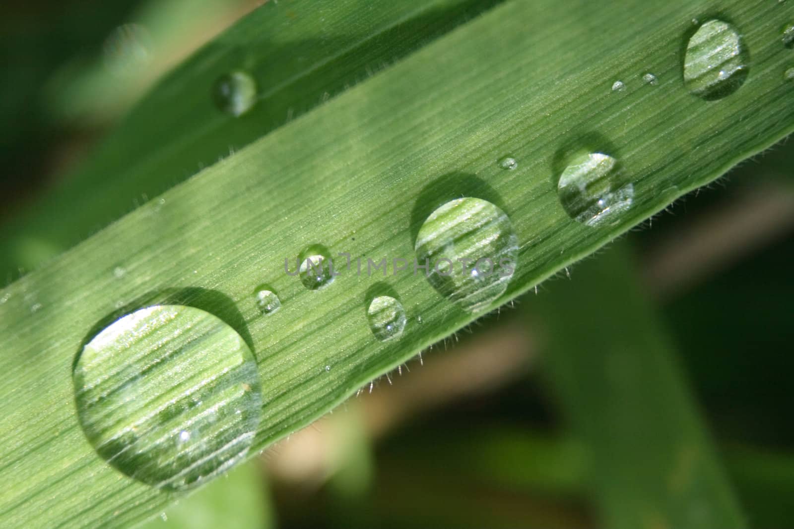 fresh water drops on the green leaf