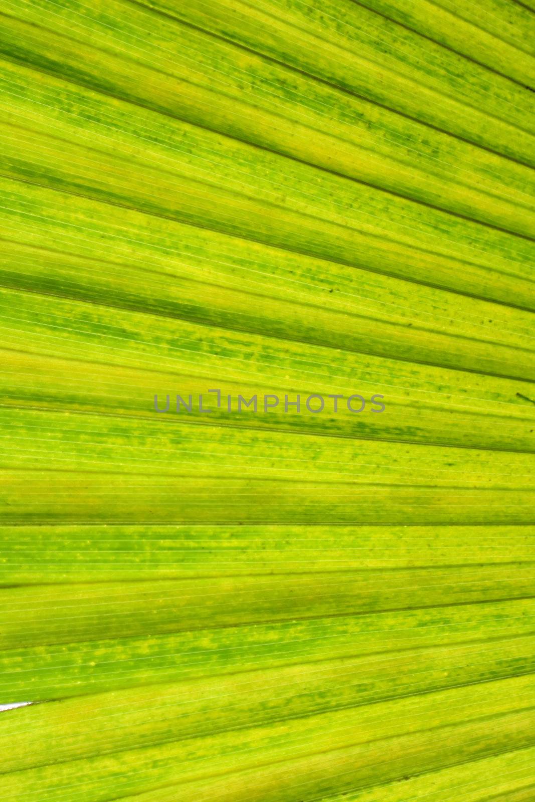 green natural background from the palm tree