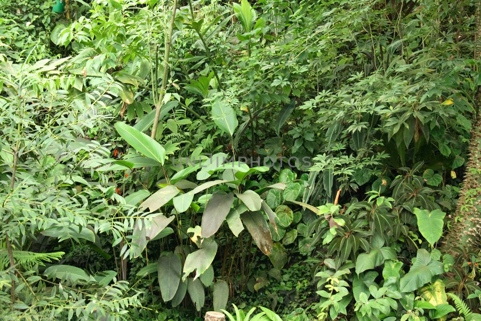 very nice jungle background from the botanical garden