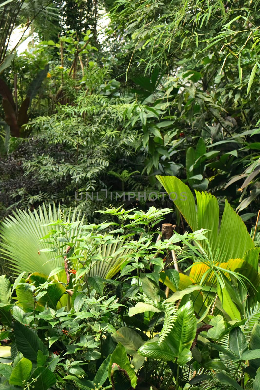 very nice jungle background from the botanical garden