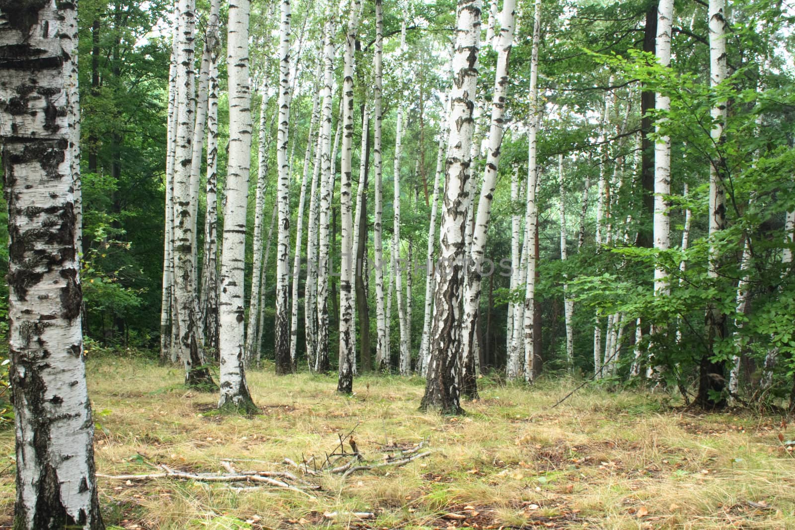 beautiful summer in the  natural czech forest 