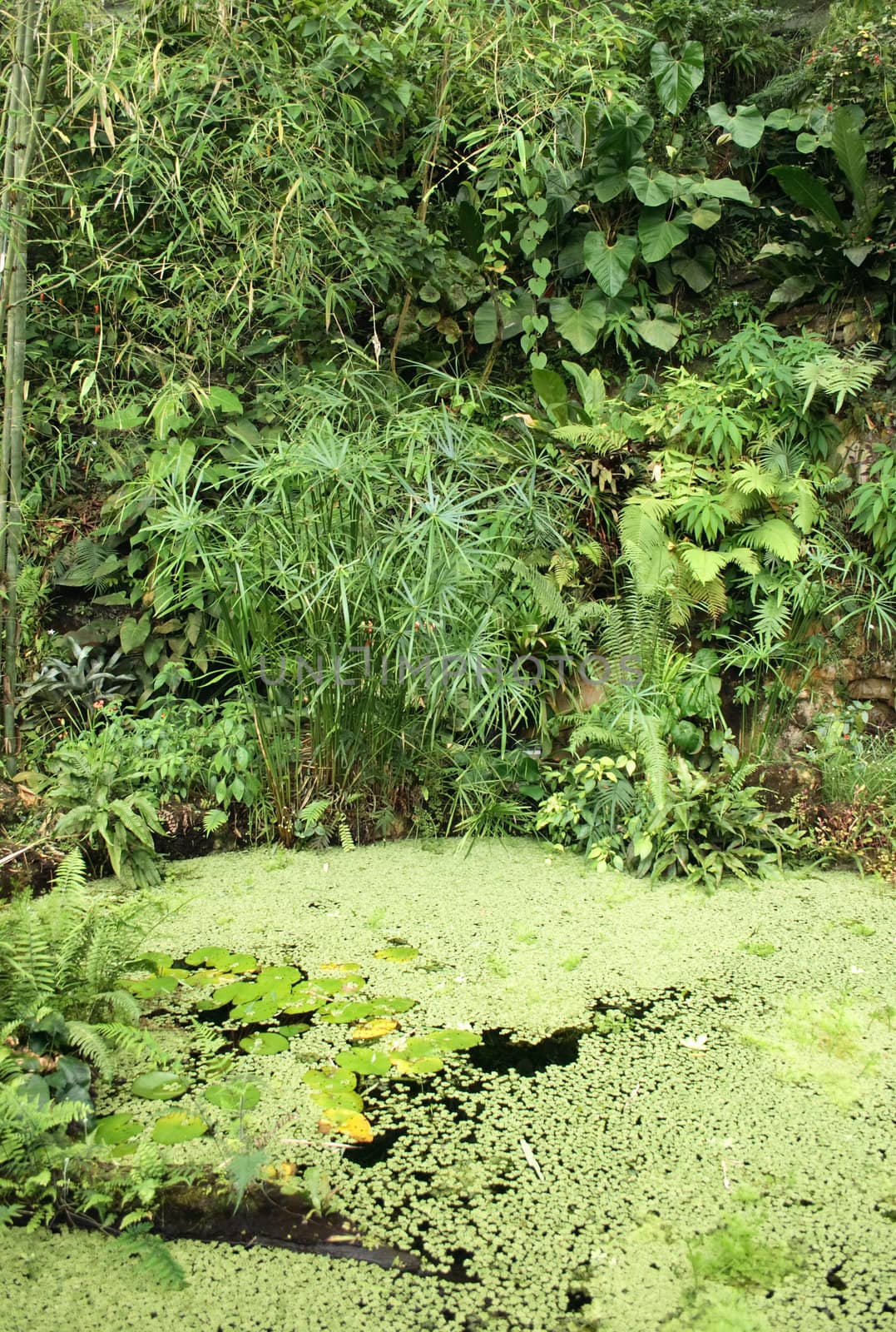 very nice jungle background from the botanical garden