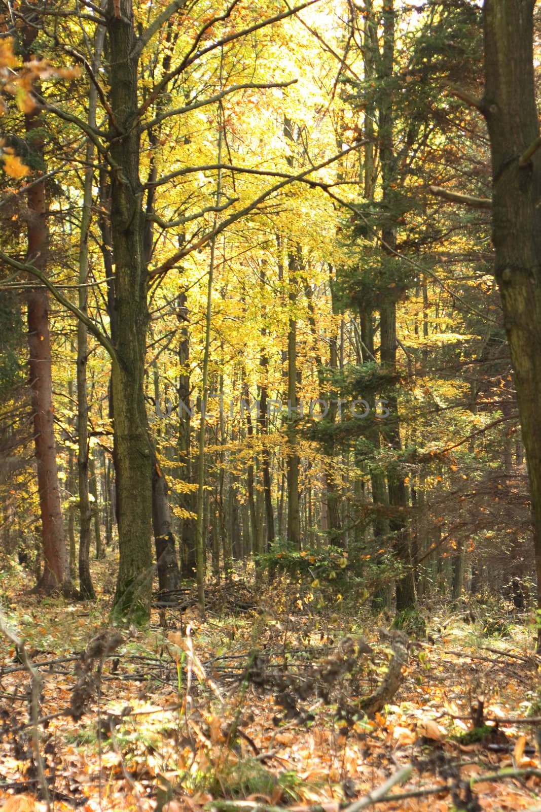 beautiful natural autumn forest in the czech country 