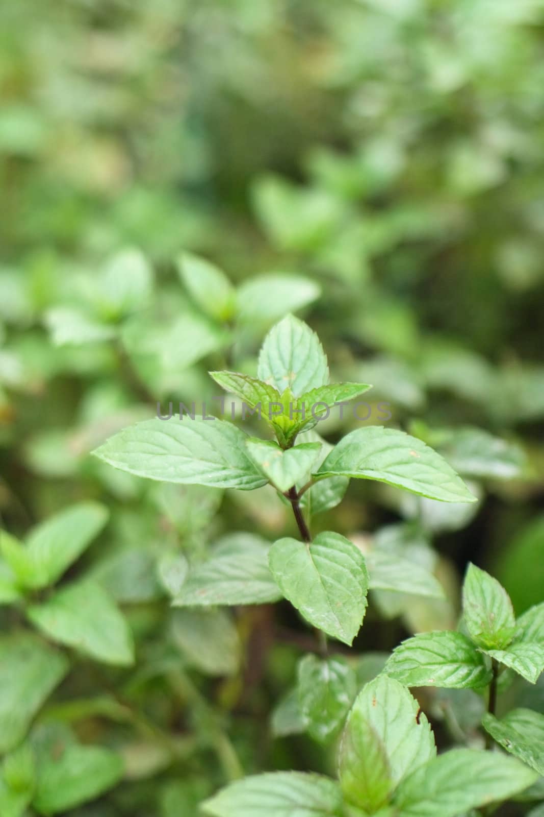 fresh mint background from the my garden 