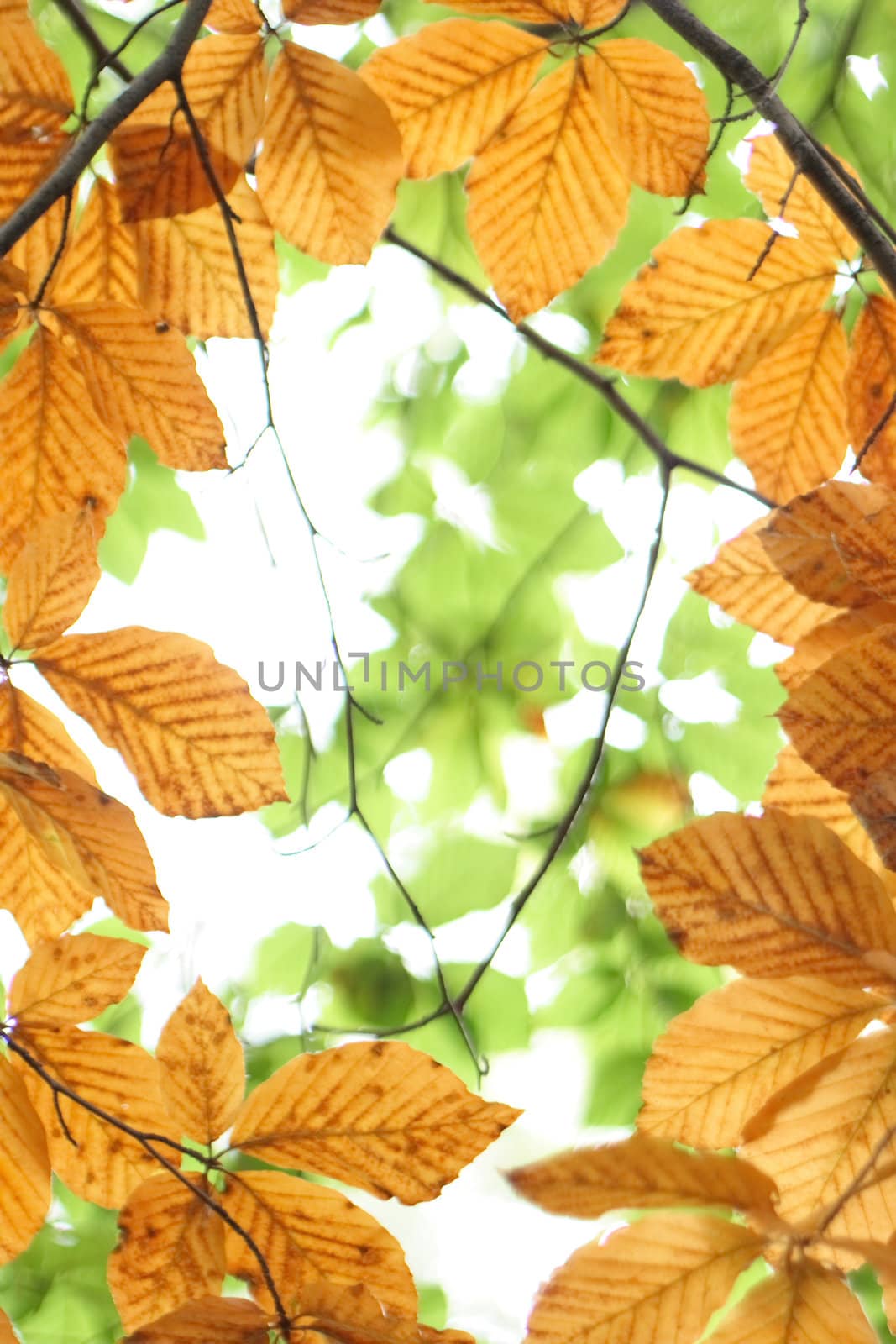 color autumn leaves on the white background 