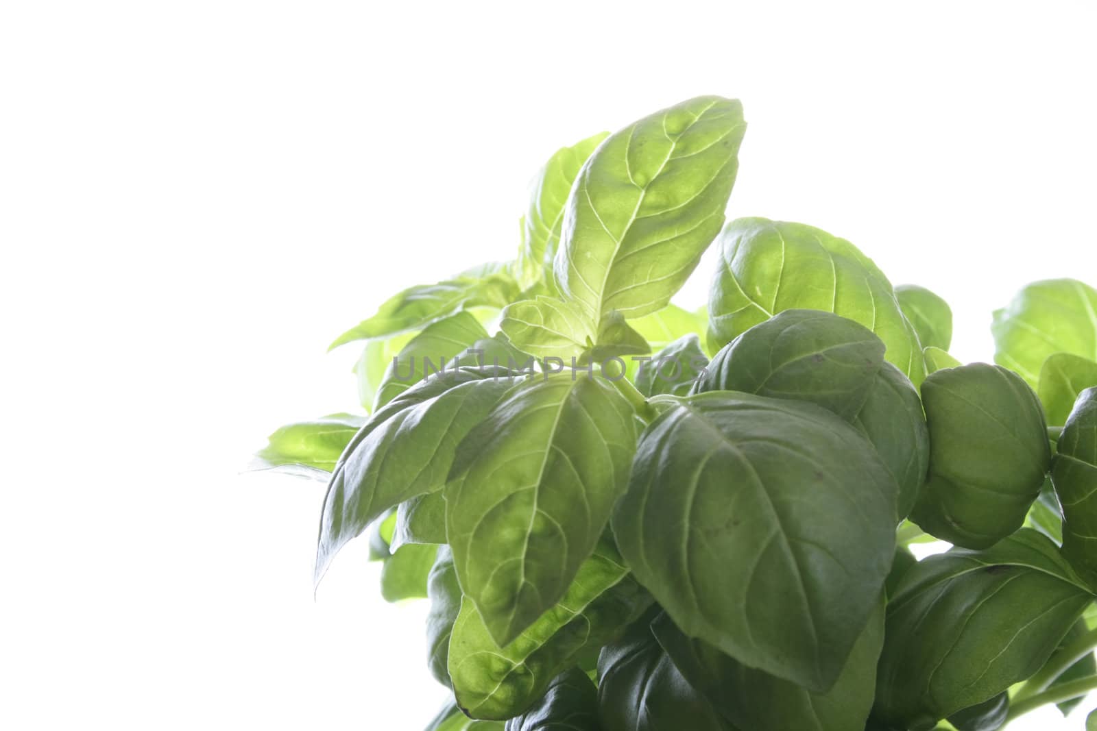 green sweet basil on the white background