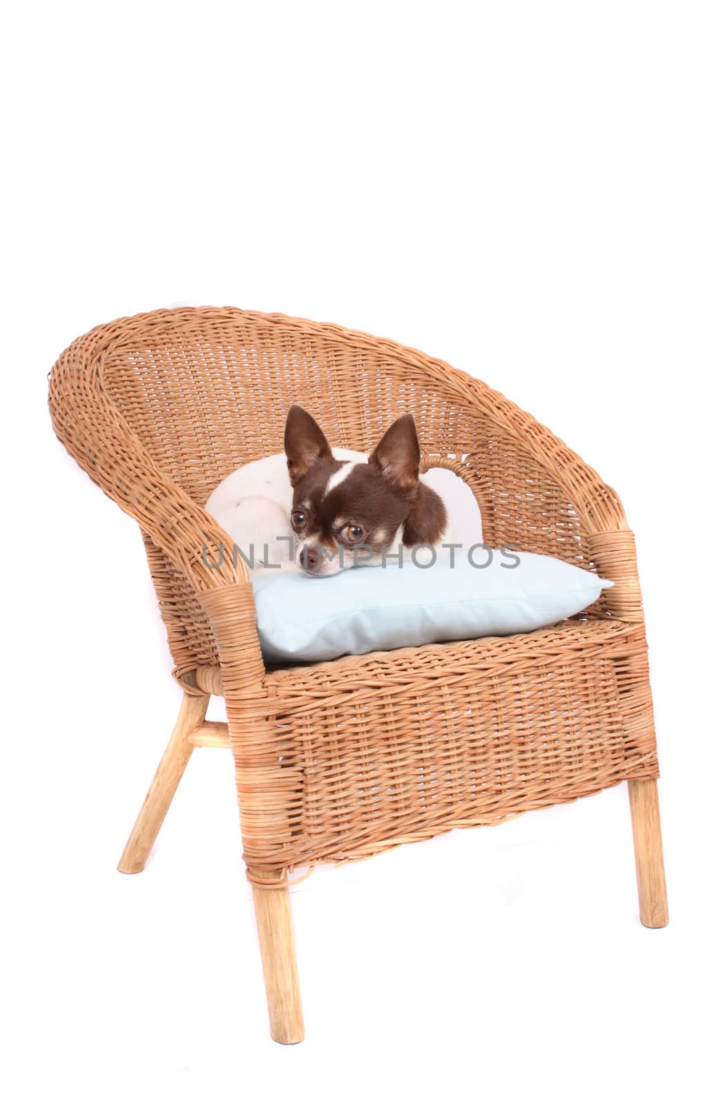 chihuahua is resting on the chair on the white background