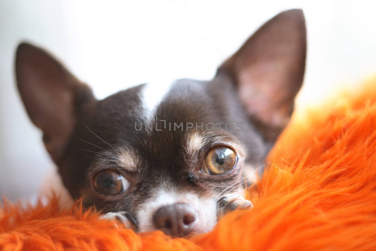 shorthair chihuahua is resting in the bed