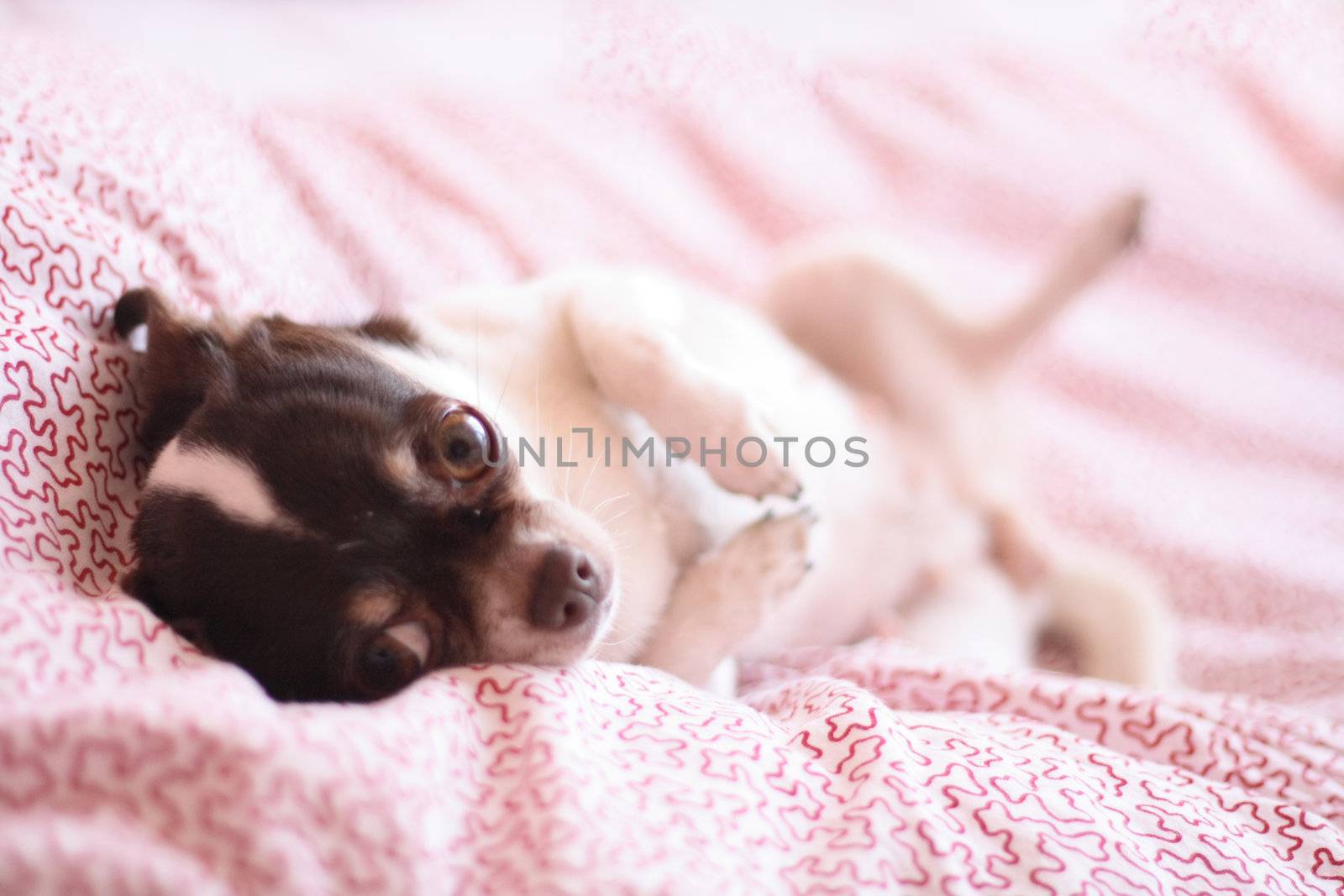 shorthair chihuahua is resting in the bed