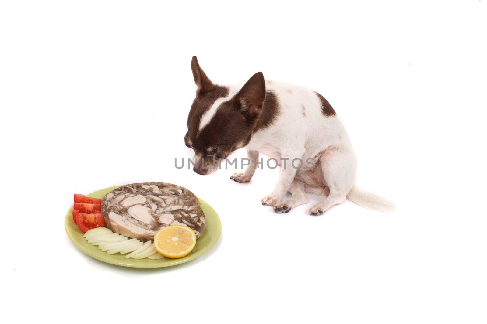 chihuahua and her czech dinner on the white background