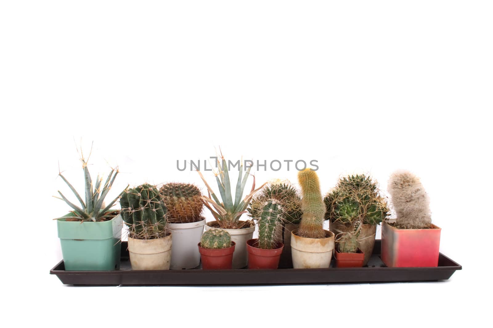 cactuses in the pots on the white background