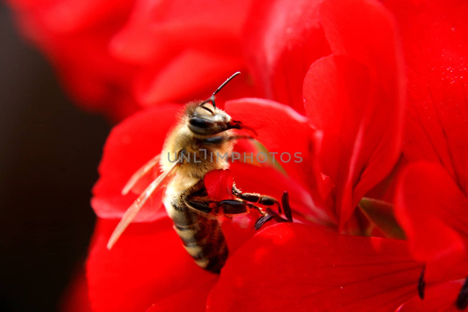 bee on the gren background (macro)