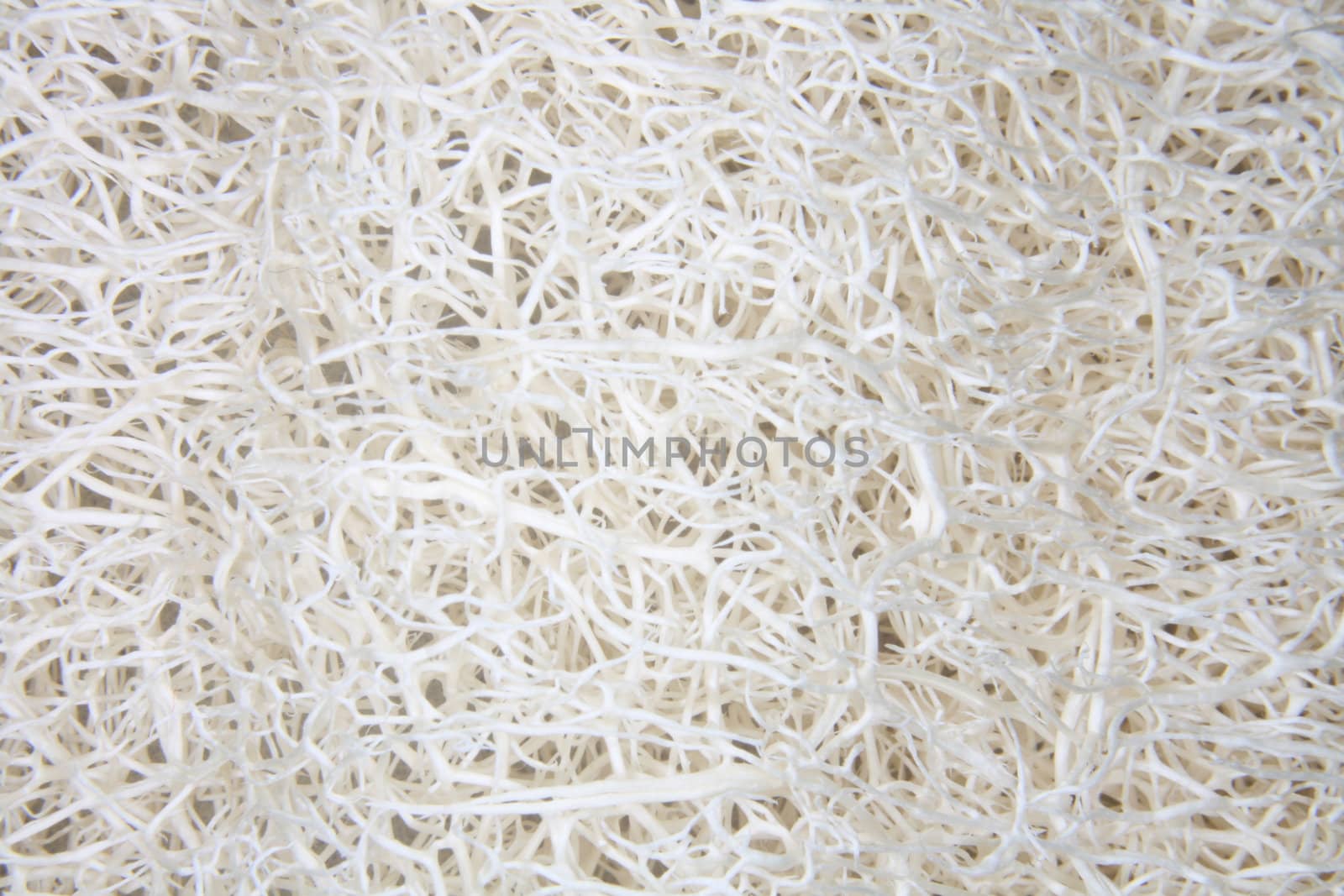 natural exotic abstract texture in the white color 