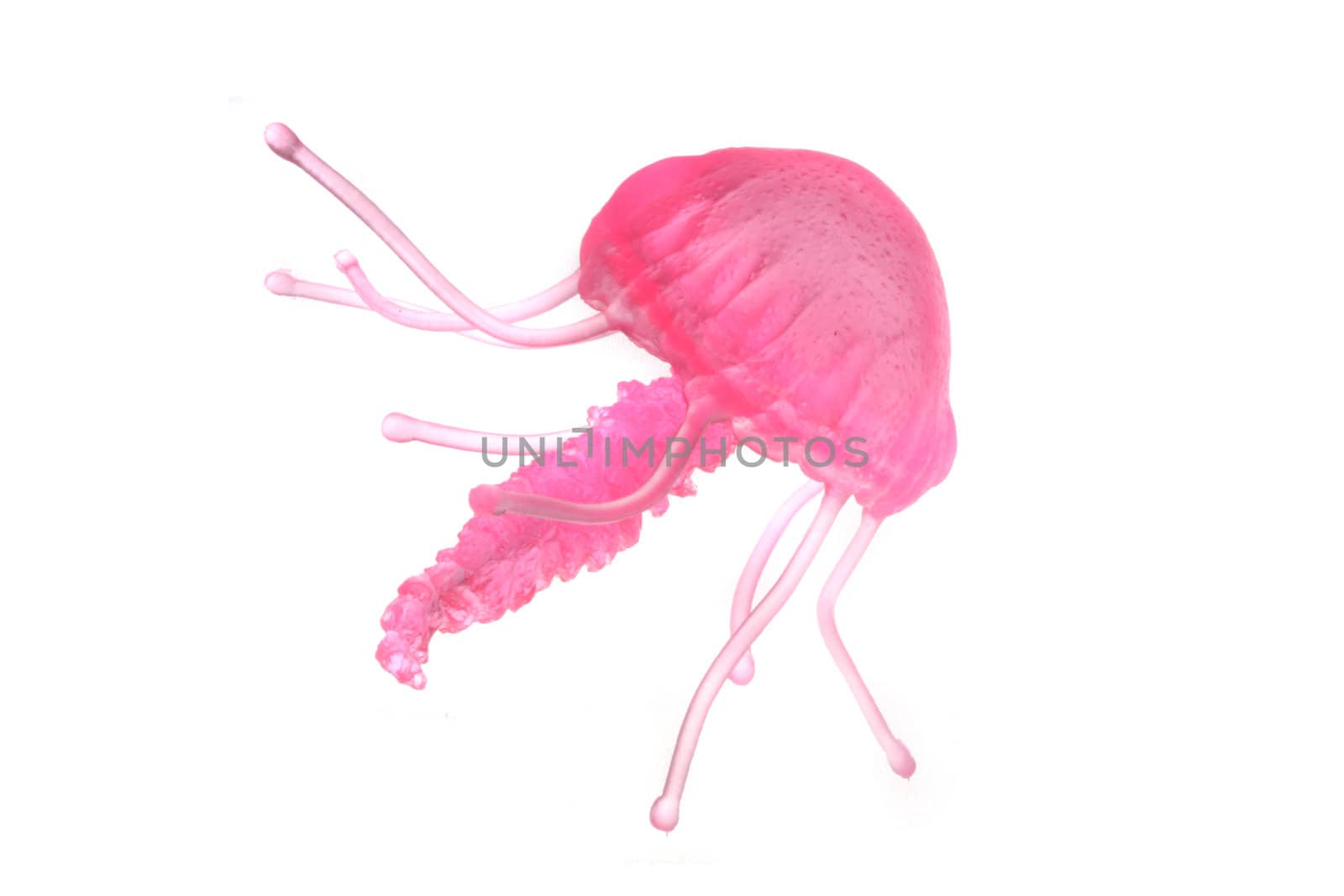 smal pink medusa on the white background