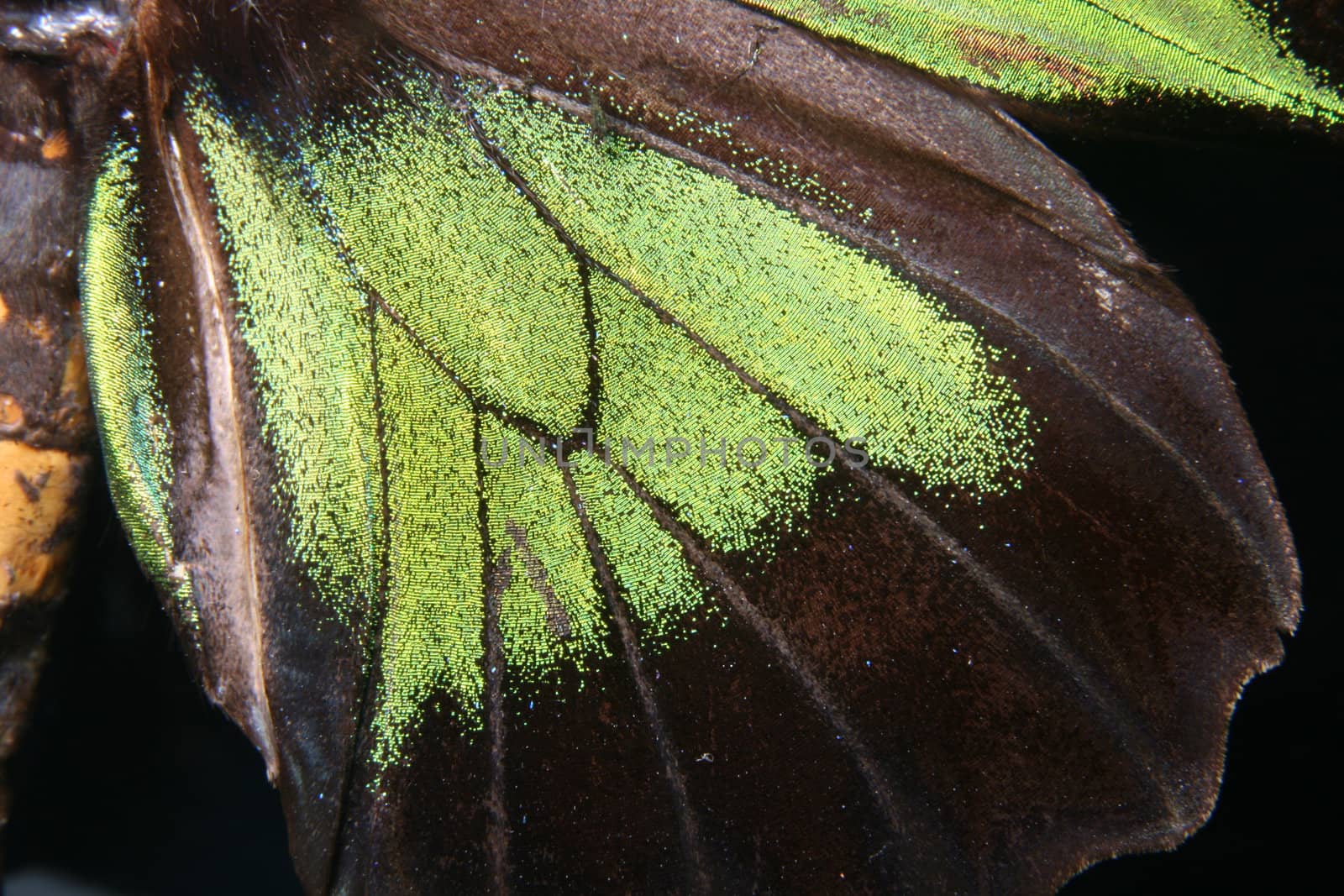 detail of butterfly wing on the black background 