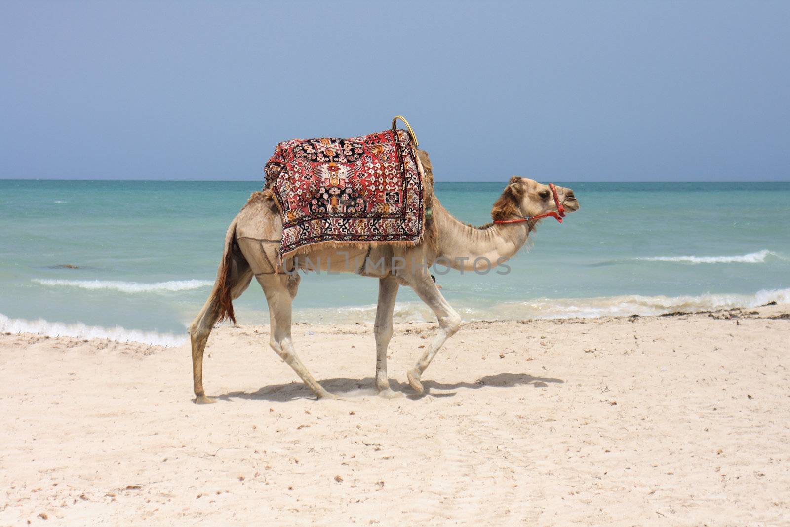very nice camel on the tunisian beach in the Djerba 