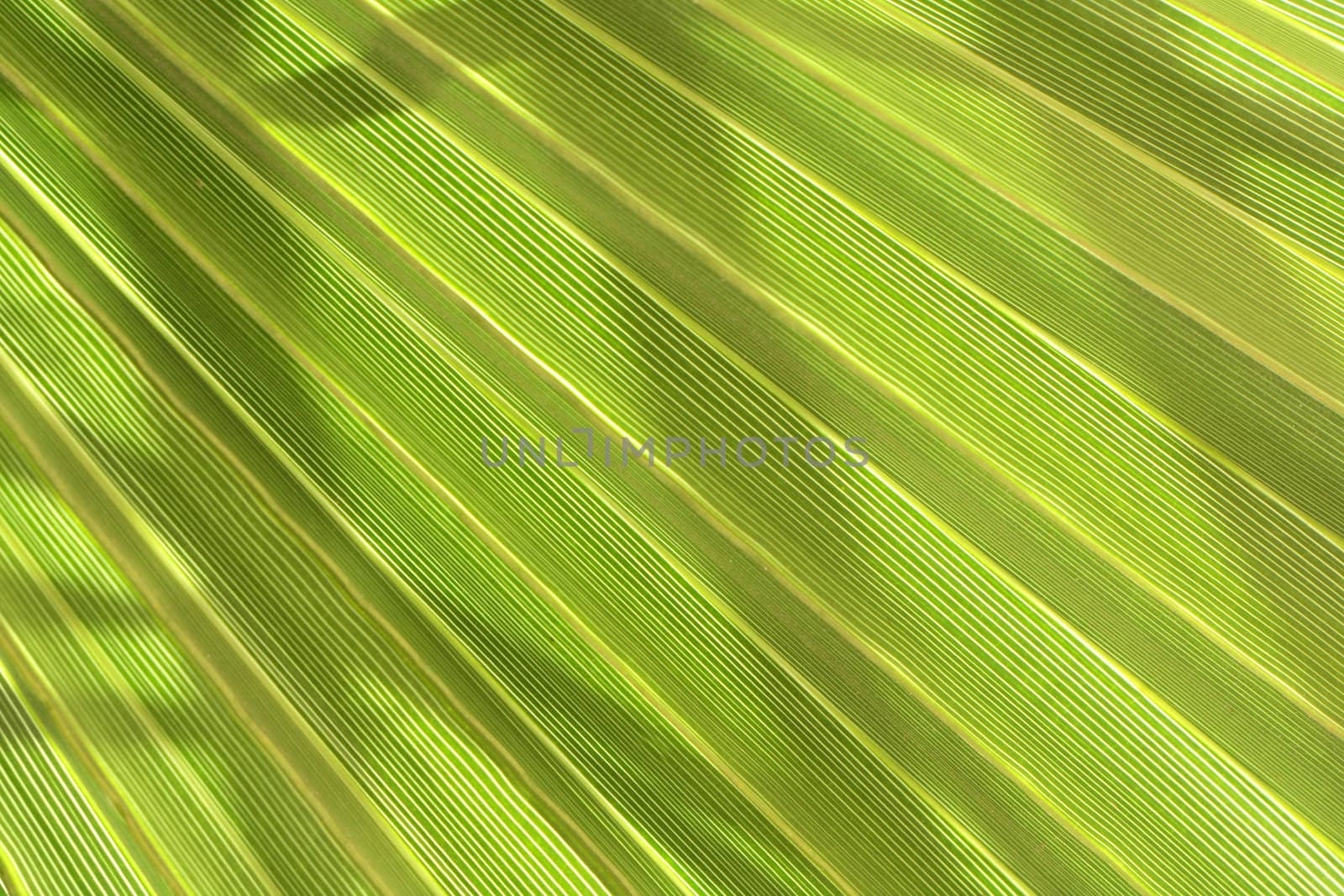 green bacgroud from the fresh palm leaf 