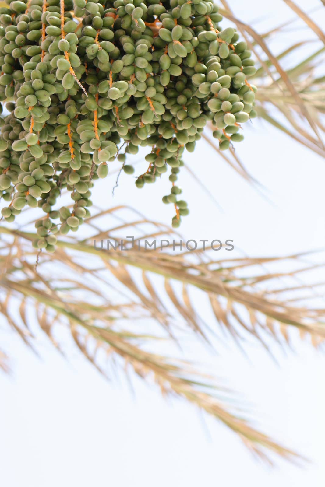 date fruit on the palm in the tunisia