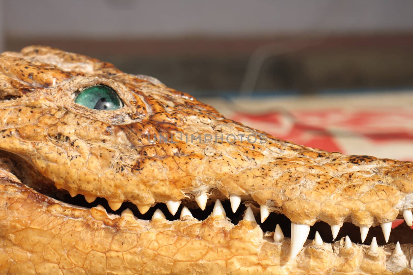 head of dead crocodile from the Tunisian farm 