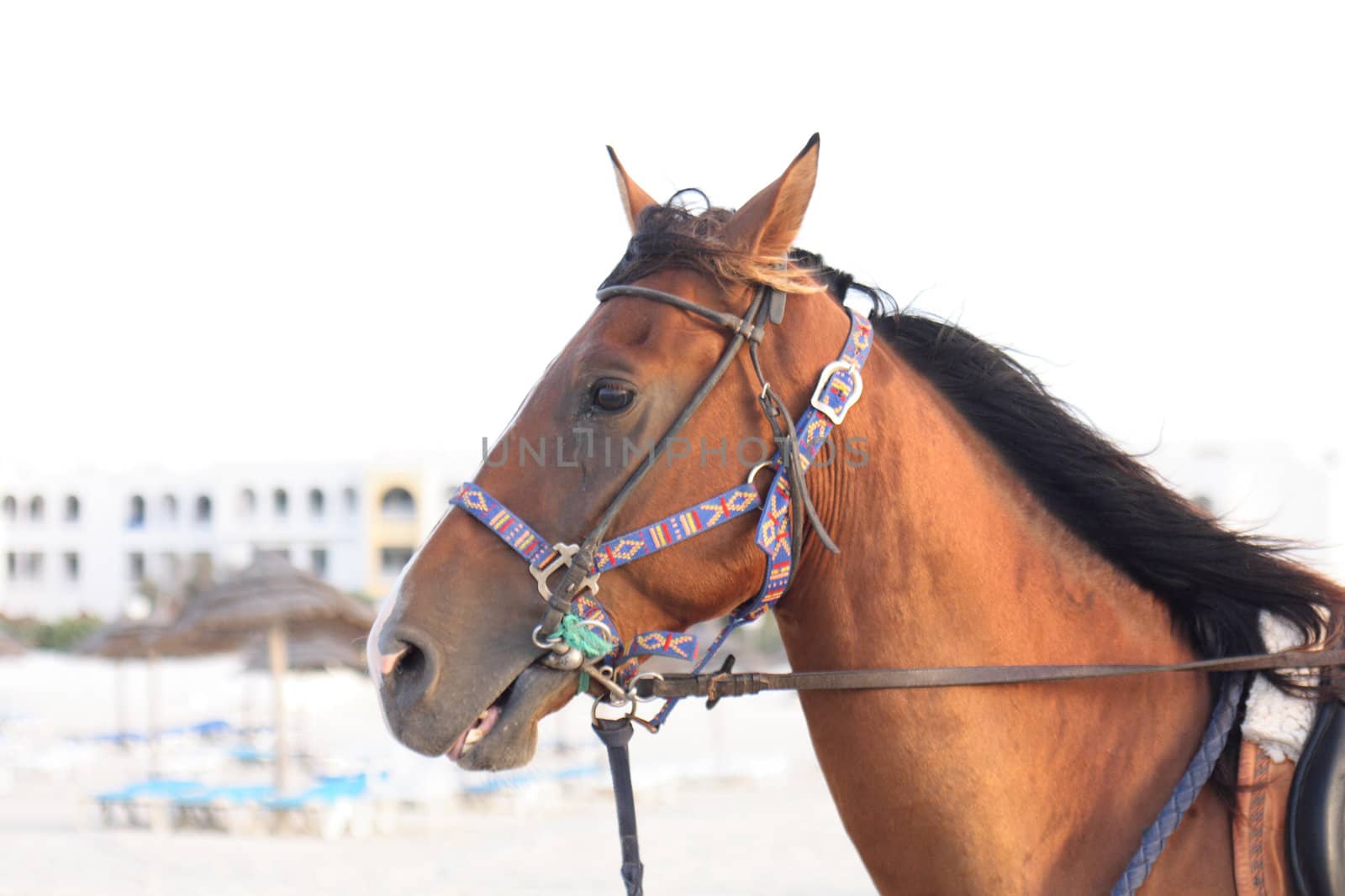 head of horse on the Tunisian beach 