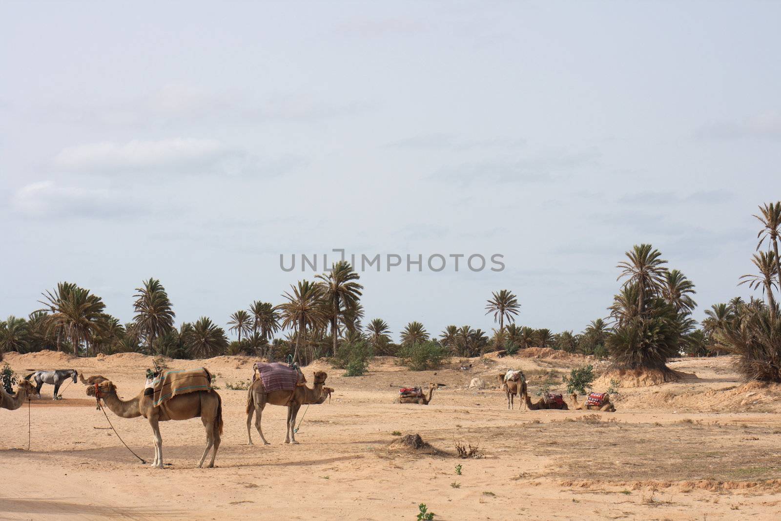 camels on the sahara in the tunisia 