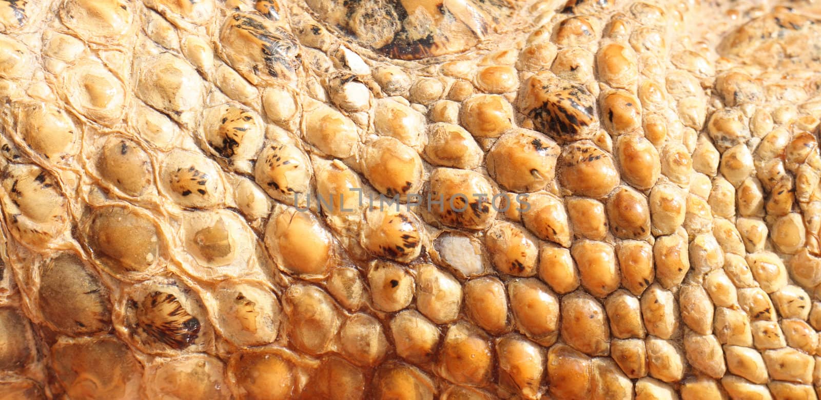 real aligator skin from the tunisian museum 