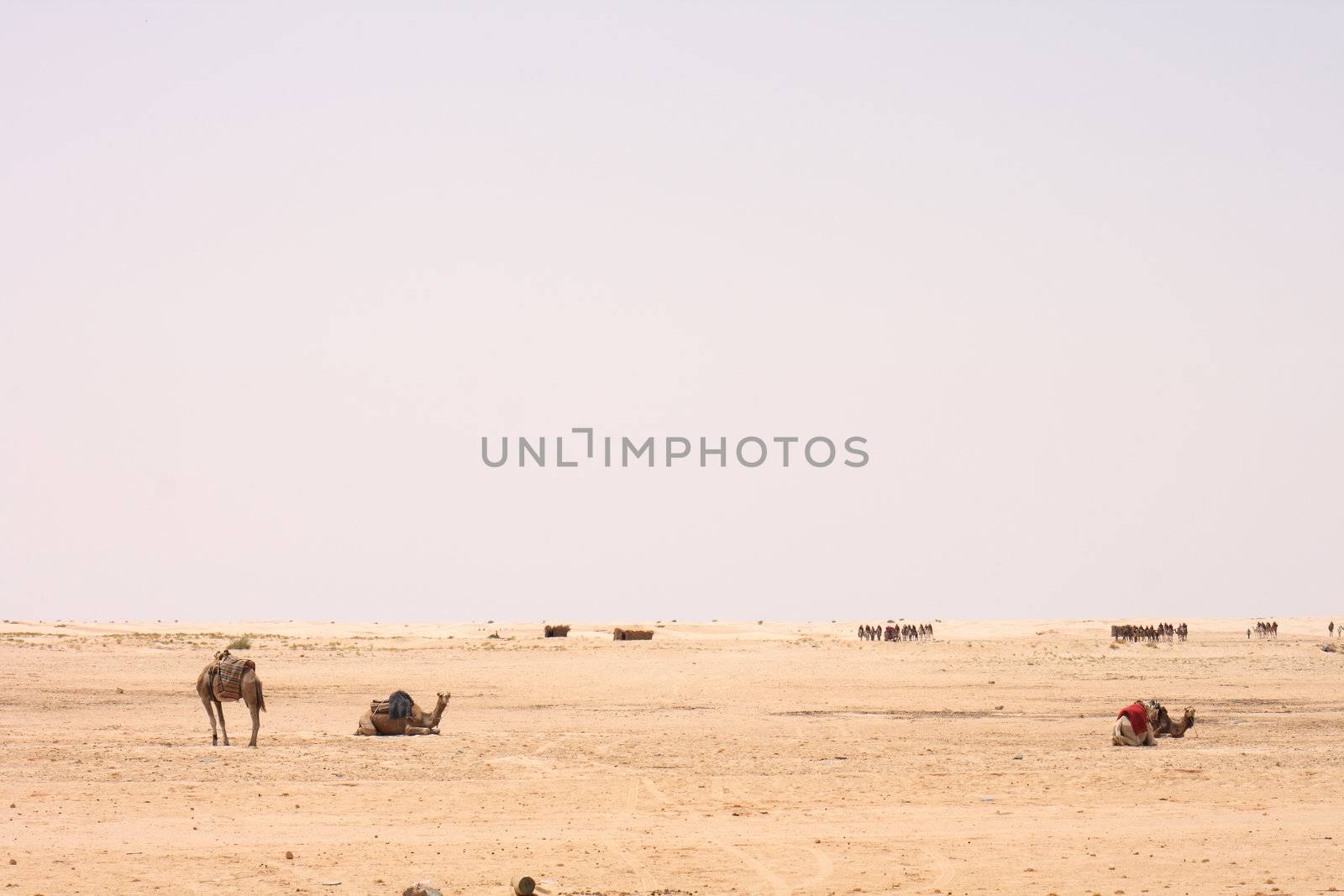 camels on the sahara in the tunisia 