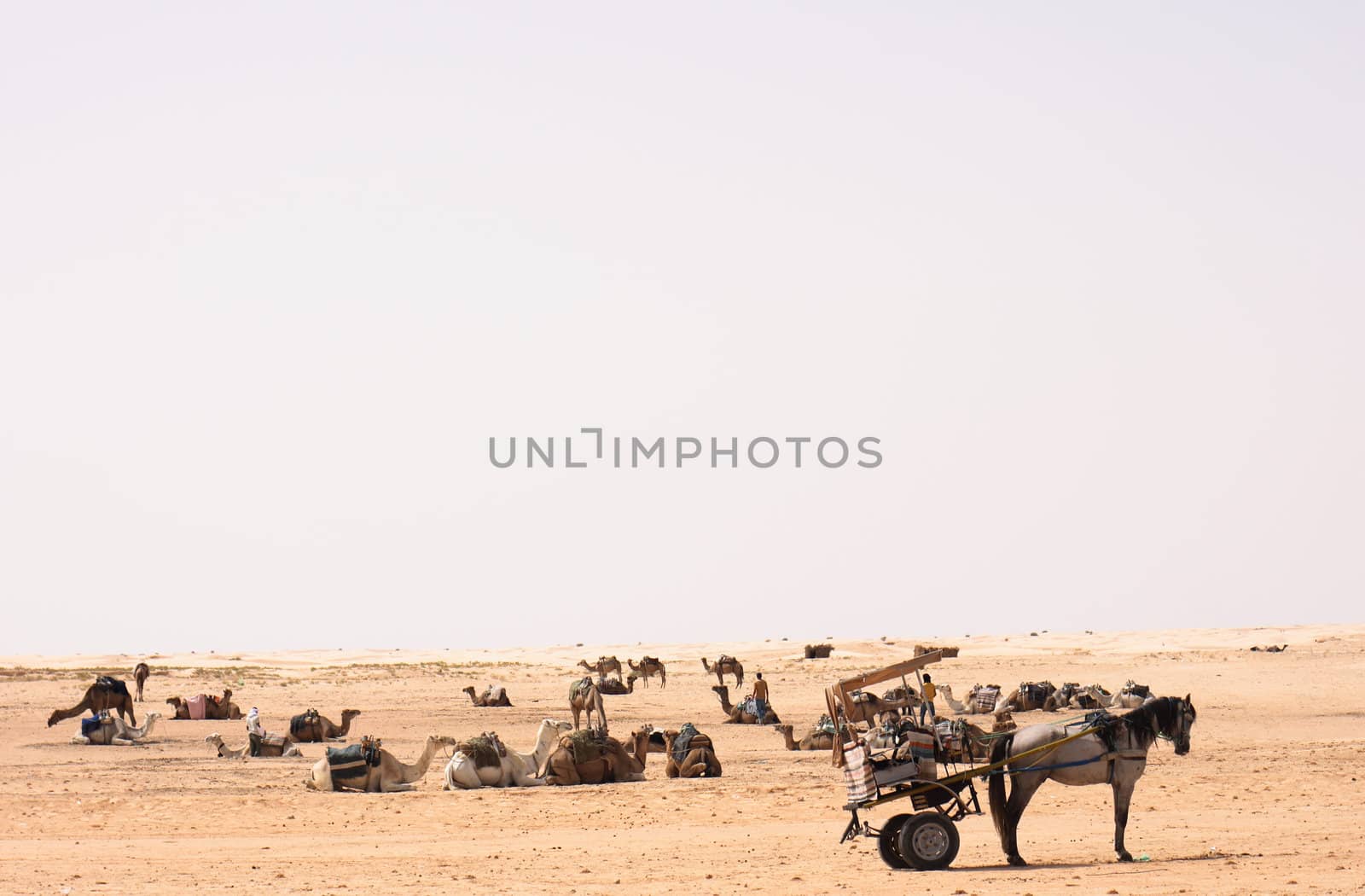 camels on the sahara in the tunisia 