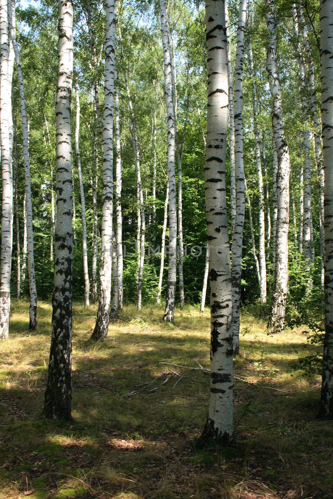 typical spring forest in the czech republic