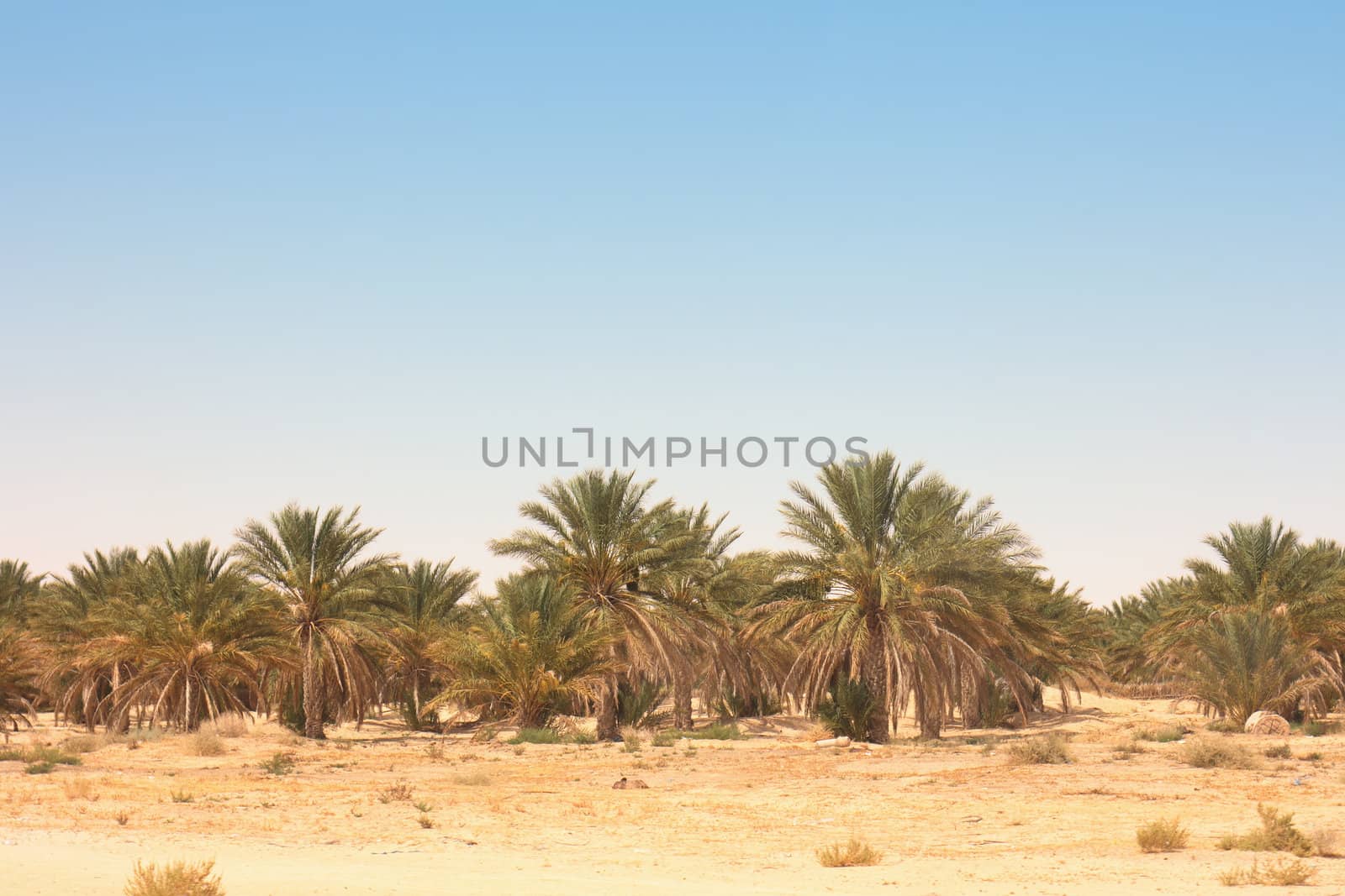 typical country in the desert in the tunisia 