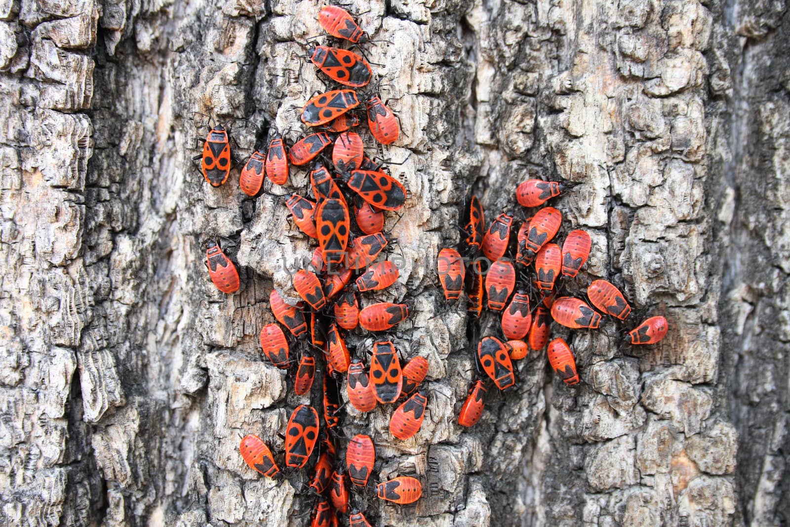 red bugs on the bark of the tree