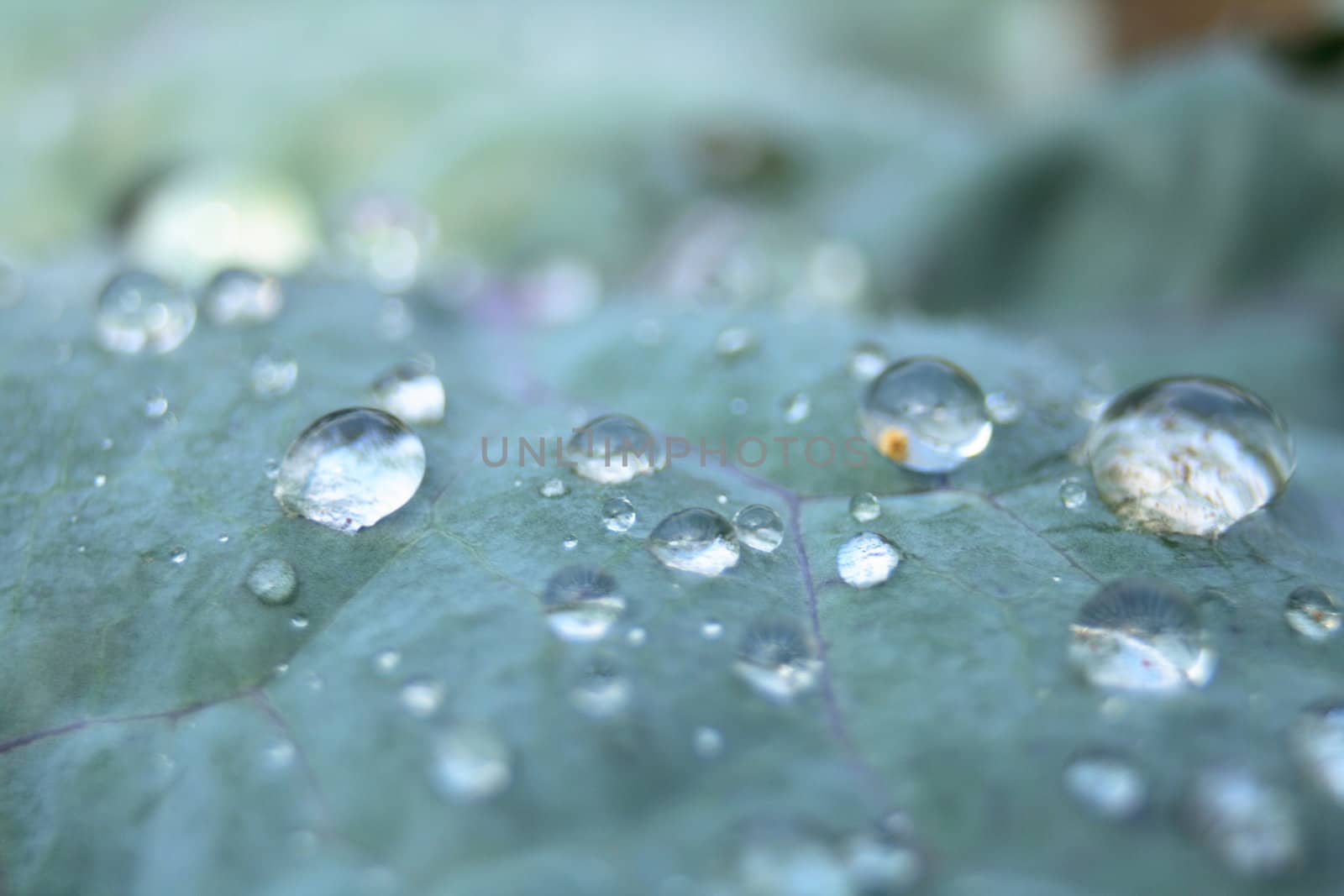water drops on the green leaf (natural background)