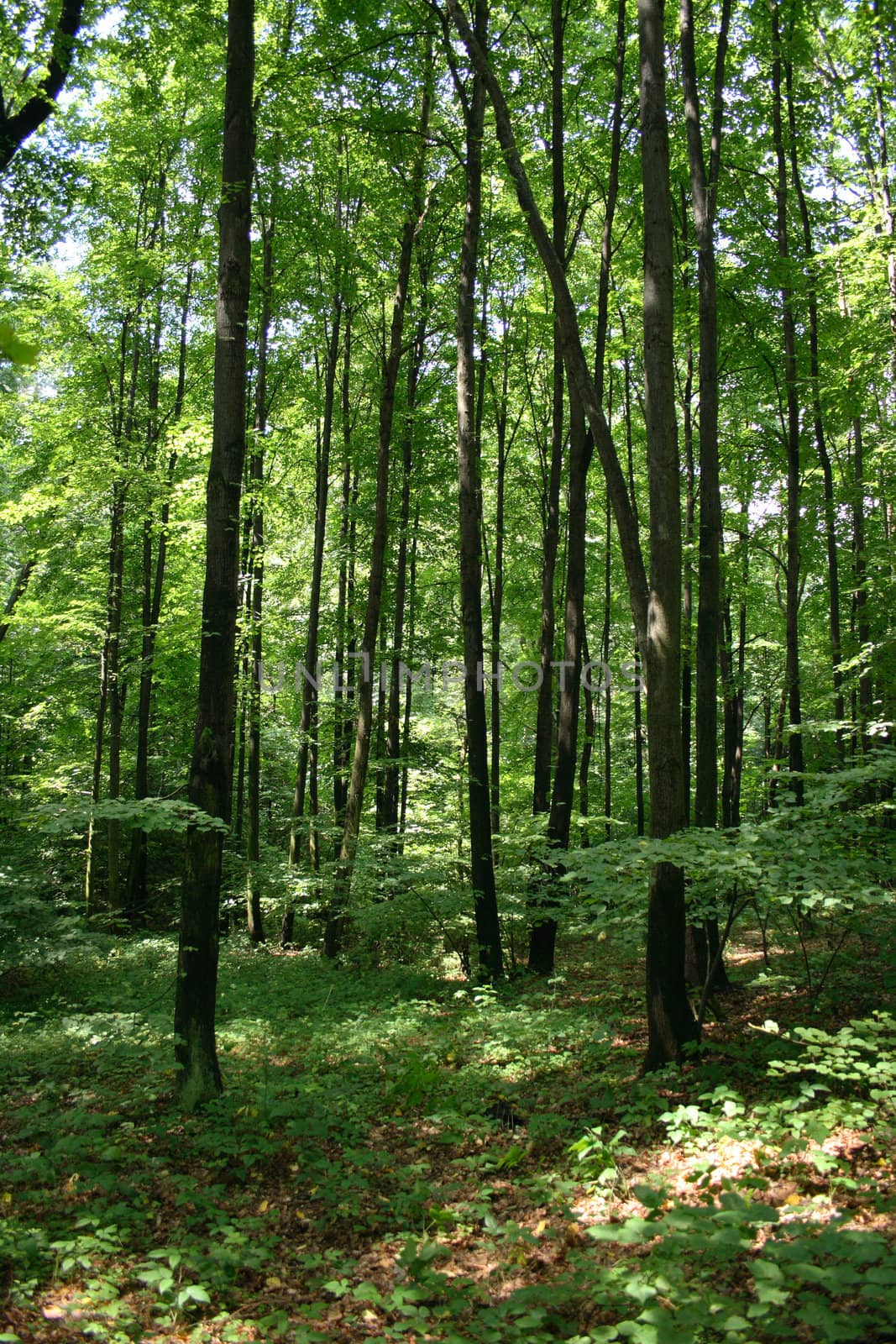 typical spring forest in the czech republic